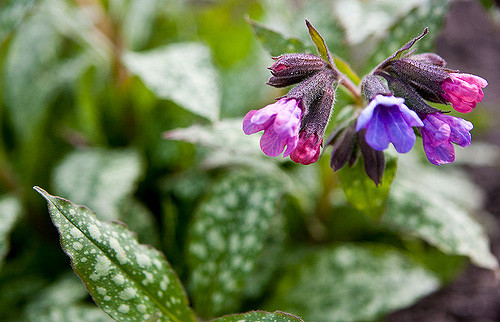 Pulmonaire saupoudrée