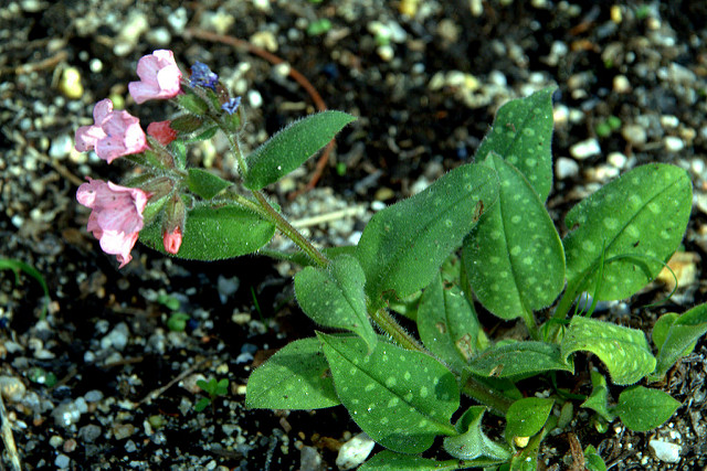 Pulmonaire saupoudrée