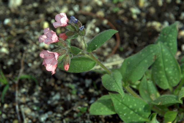 Pulmonaire saupoudrée