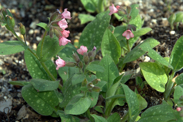 Pulmonaire saupoudrée