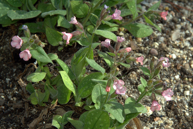 Pulmonaire saupoudrée