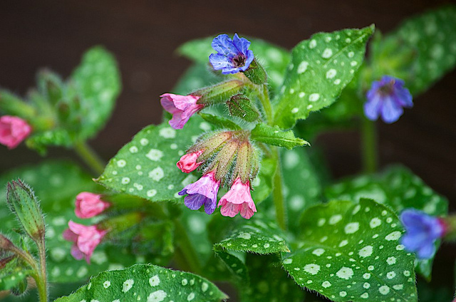 Pulmonaire saupoudrée (Pulmonaria saccharata)