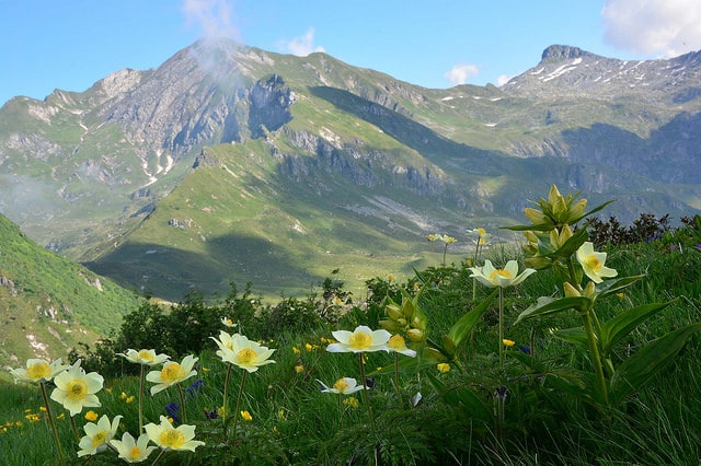 Anémone des alpes