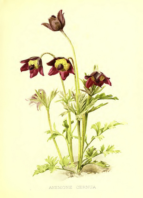 Pulsatilla cernua (Pulsatilla cernua)