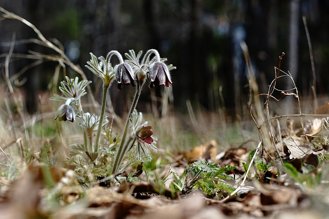 Pulsatilla cernua