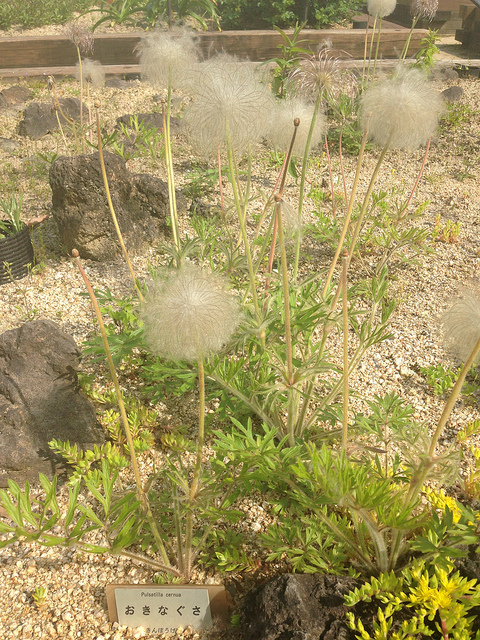 Pulsatilla cernua