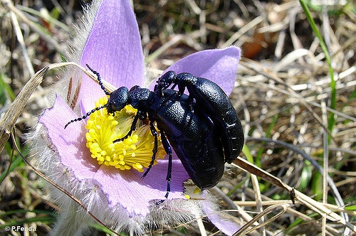 Pulsatilla grandis