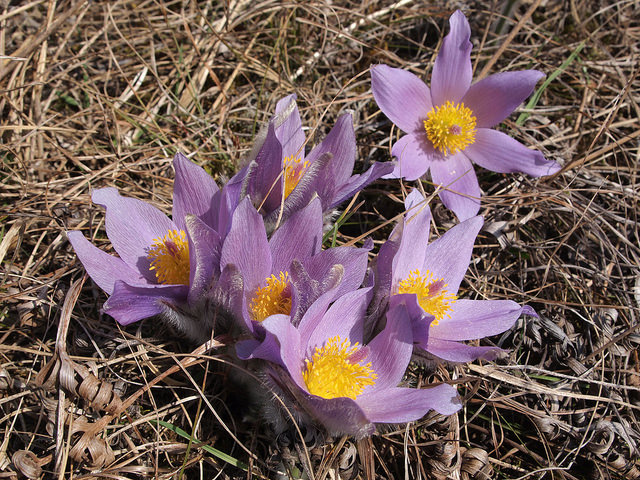 Pulsatilla grandis
