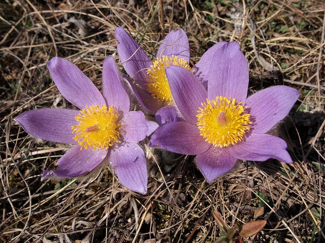 Pulsatilla grandis