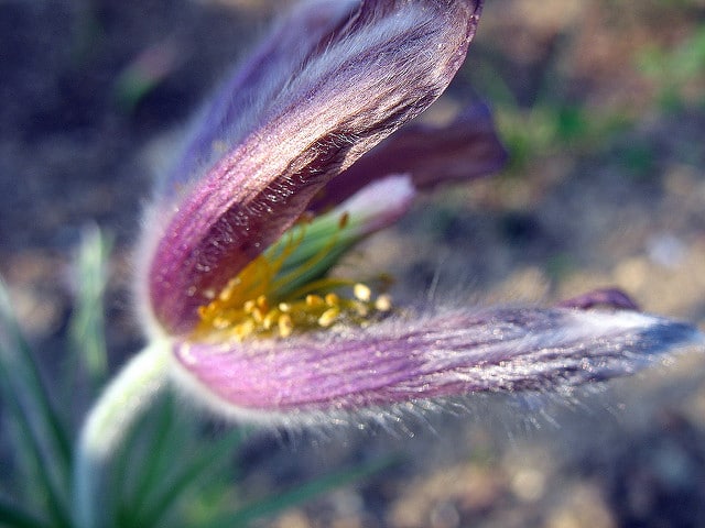 Pulsatilla grandis