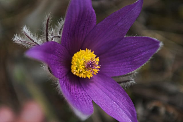 Pulsatilla grandis