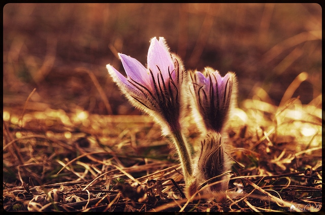 Pulsatilla grandis (Pulsatilla grandis)