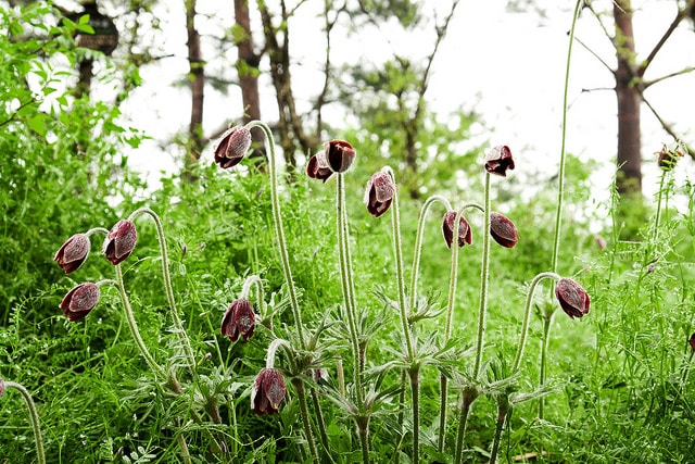 Pulsatilla koreana (Pulsatilla koreana)