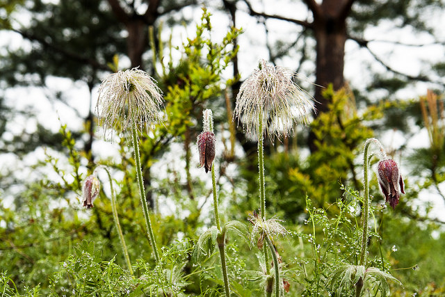 Pulsatilla koreana