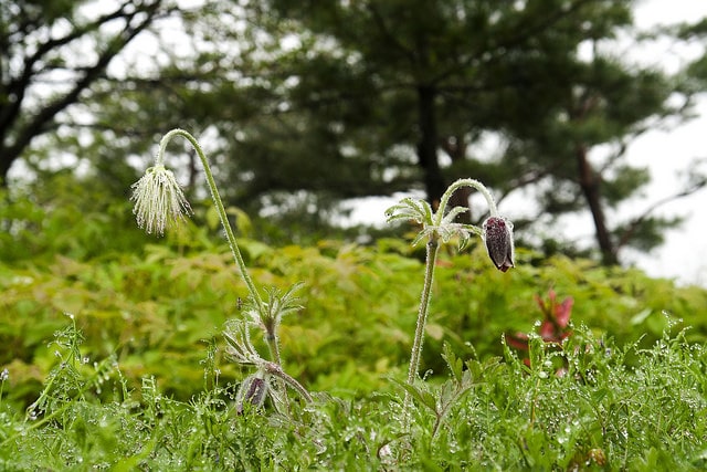 Pulsatilla koreana