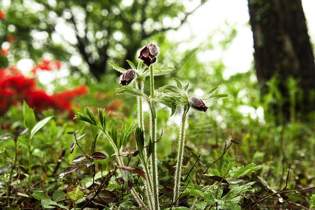 Pulsatilla koreana
