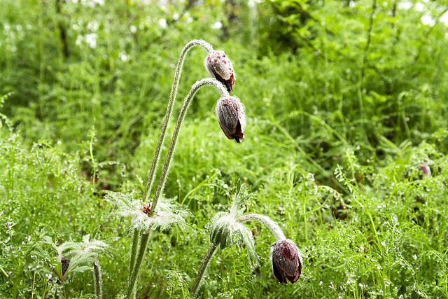 Pulsatilla koreana
