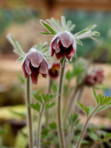Pulsatilla koreana