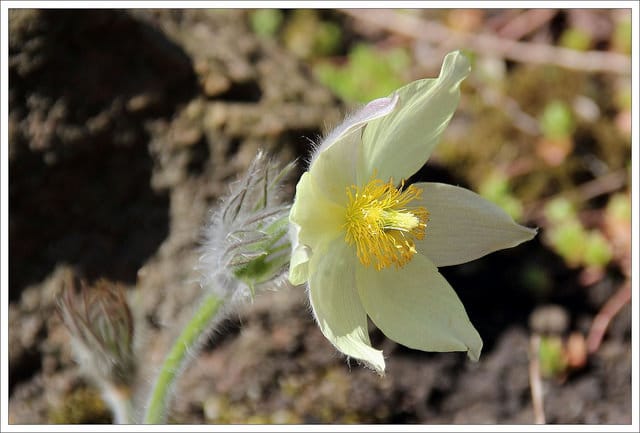 Anémone de prairie (Pulsatilla patens)