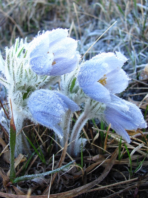 Anémone de prairie