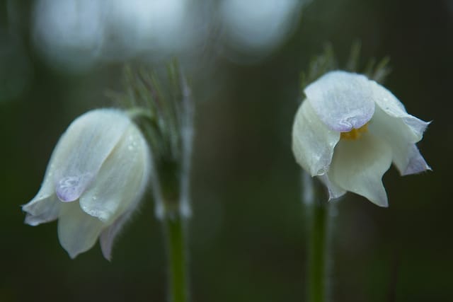 Anémone de prairie