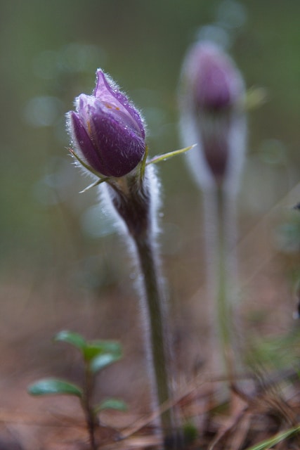 Anémone de prairie