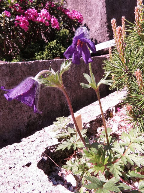 Pulsatilla turczaninovii (Pulsatilla turczaninovii)