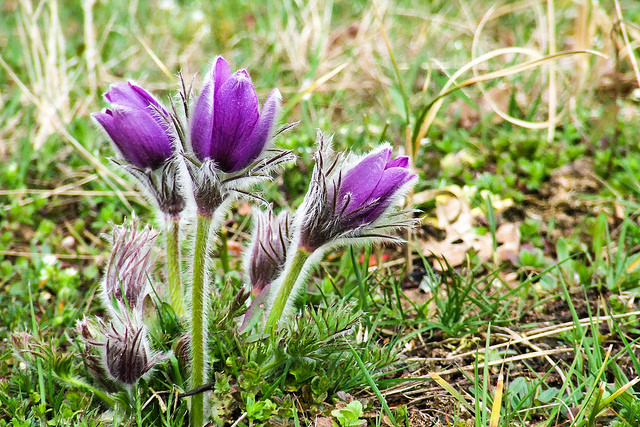 Anémone pulsatille (Pulsatilla vulgaris)