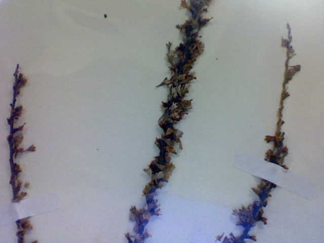 Purshie tridentée (Purshia tridentata)