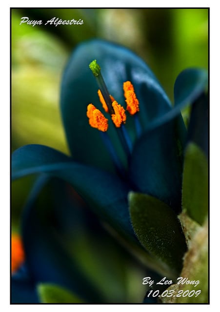 Puya alpestris (Puya alpestris)