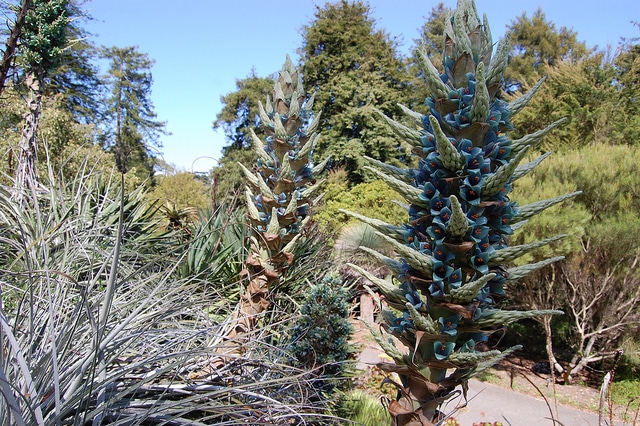 Puya alpestris