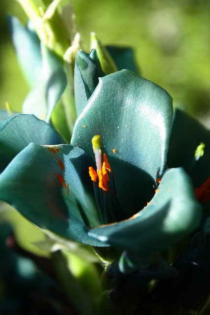 Puya alpestris