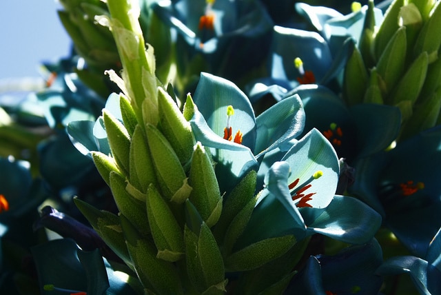 Puya alpestris