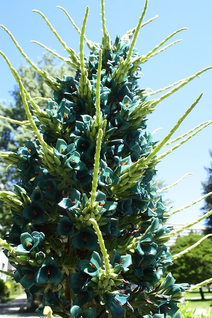 Puya alpestris