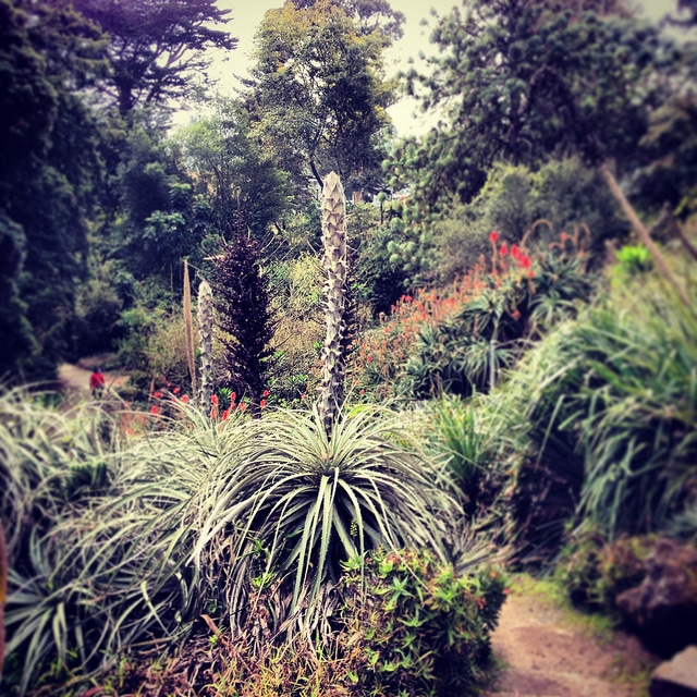 Puya alpestris