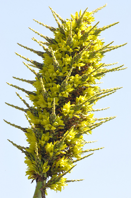 Puya chilensis
