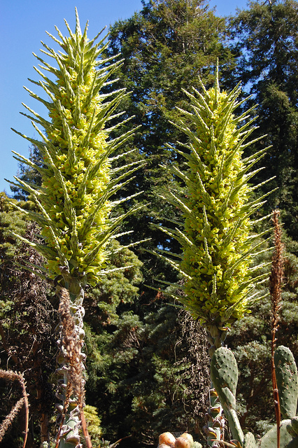 Puya chilensis