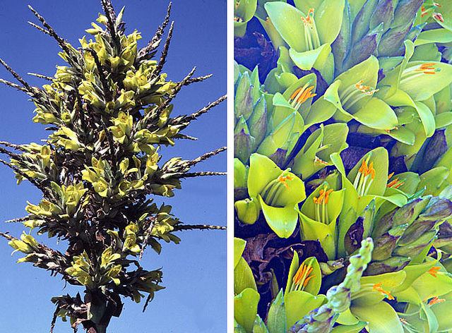 Puya chilensis (Puya chilensis)