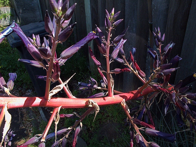 Puya coerulea