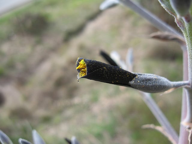 Puya coerulea