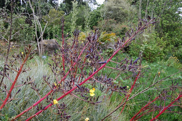Puya coerulea