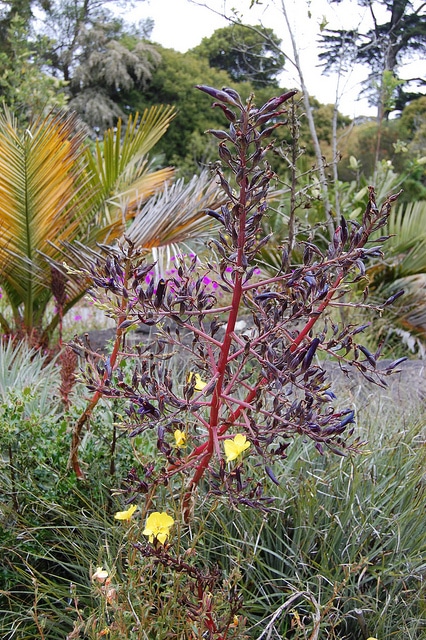 Puya coerulea