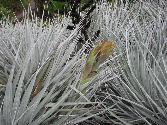 Puya coerulea (Puya coerulea)