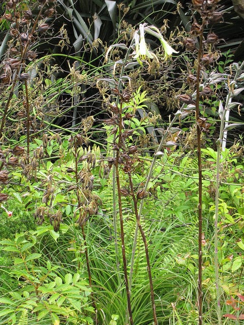 Puya mirabilis