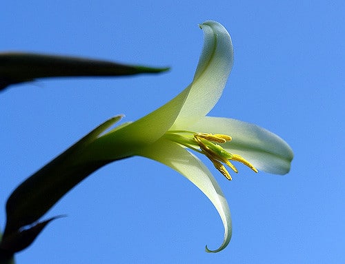 Puya mirabilis