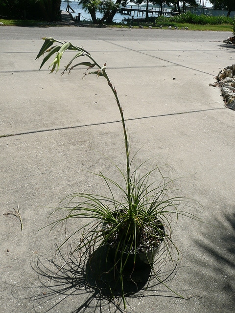 Puya mirabilis