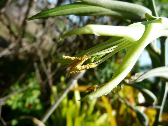 Puya mirabilis (Puya mirabilis)