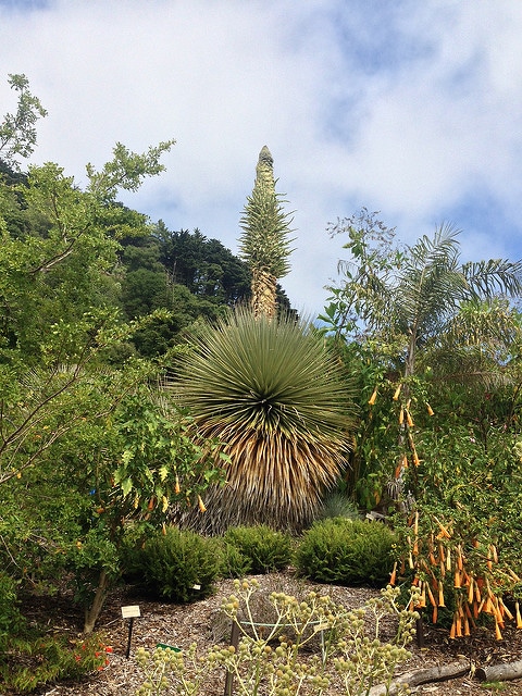 Puya raimondii