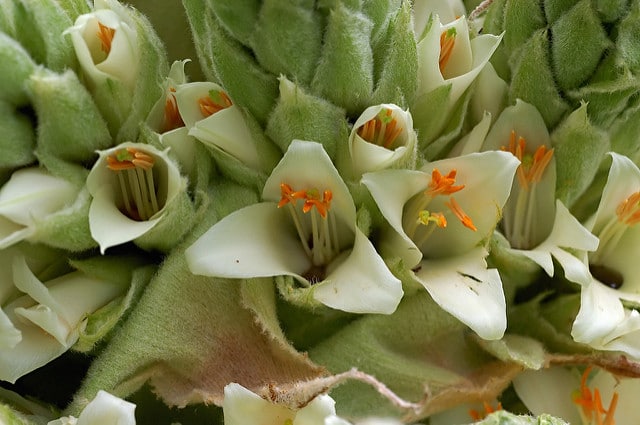 Puya raimondii