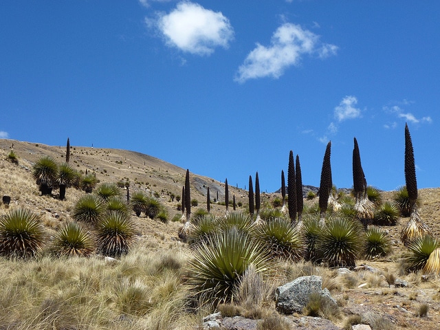 Puya raimondii (Puya raimondii)